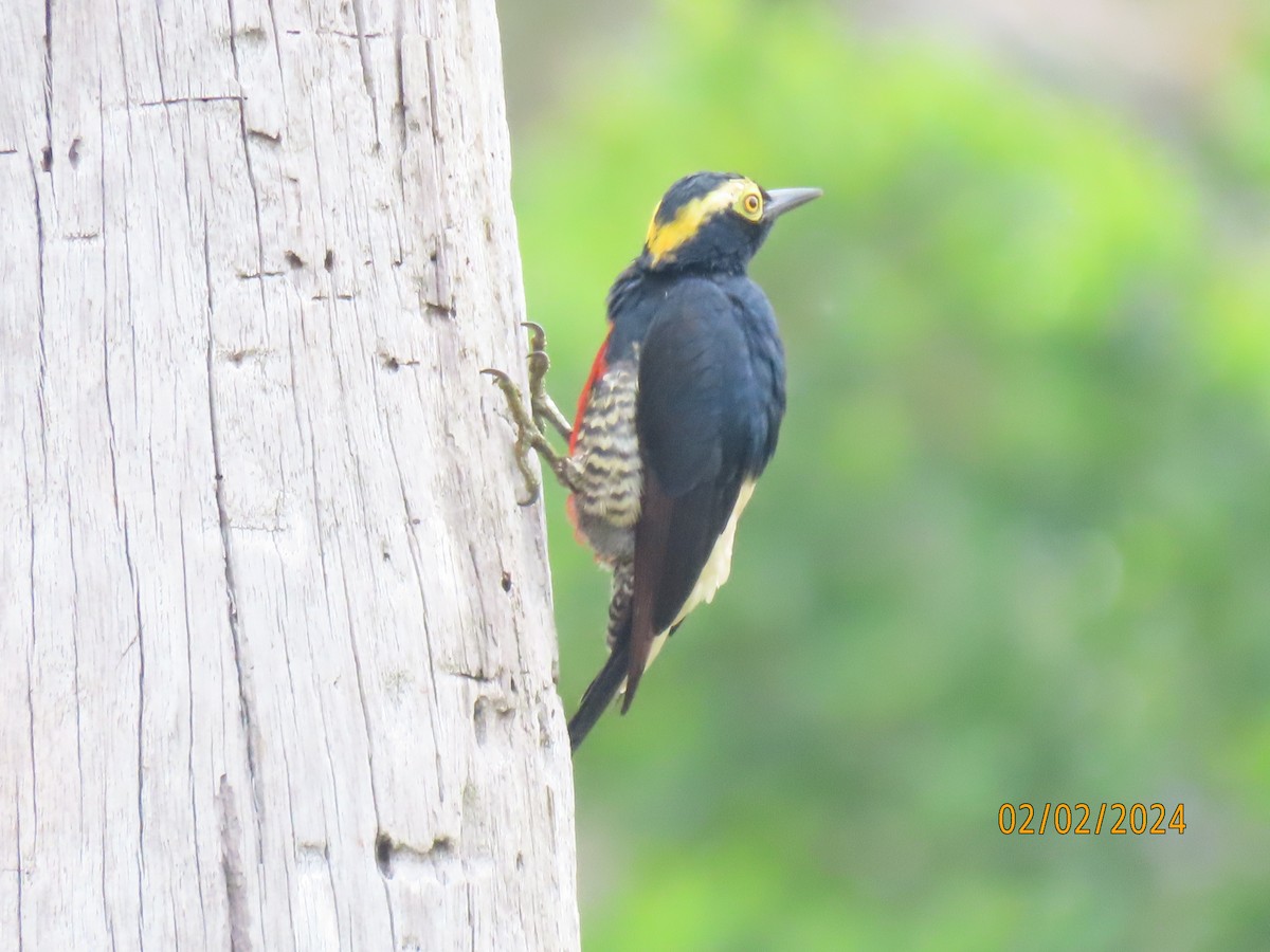 Yellow-tufted Woodpecker - Alexander Carmona Sánchez