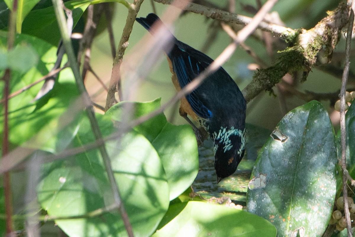 Spangle-cheeked Tanager - ML617998903