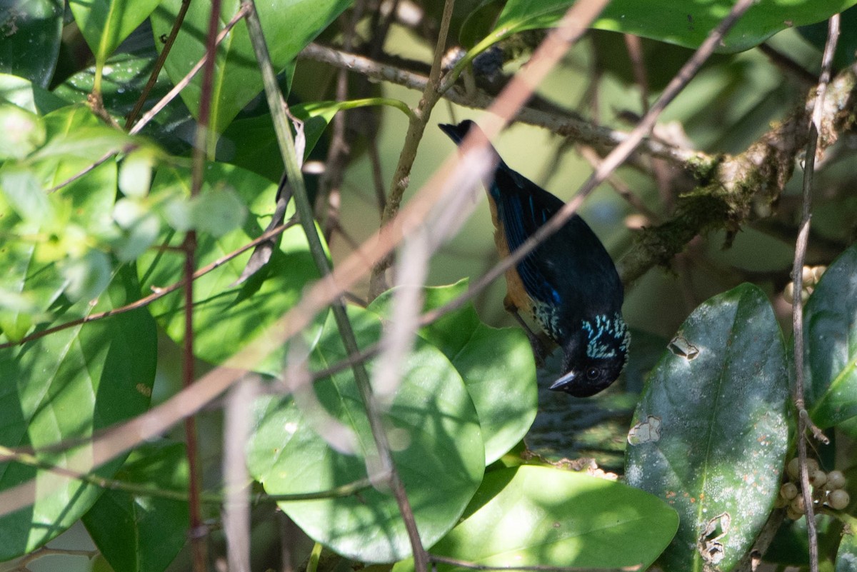 Spangle-cheeked Tanager - ML617998904