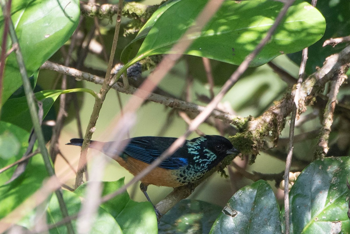 Spangle-cheeked Tanager - Andrea Heine