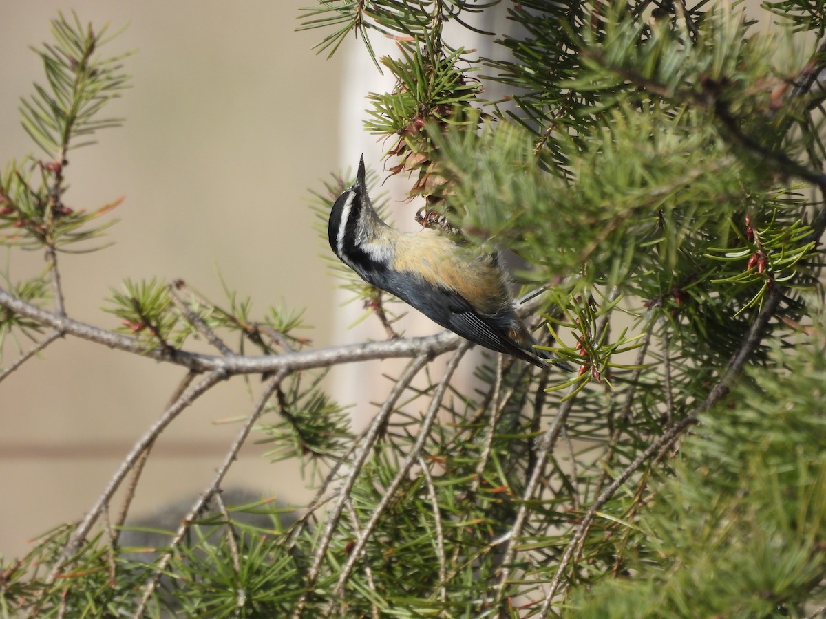 Red-breasted Nuthatch - ML617998908