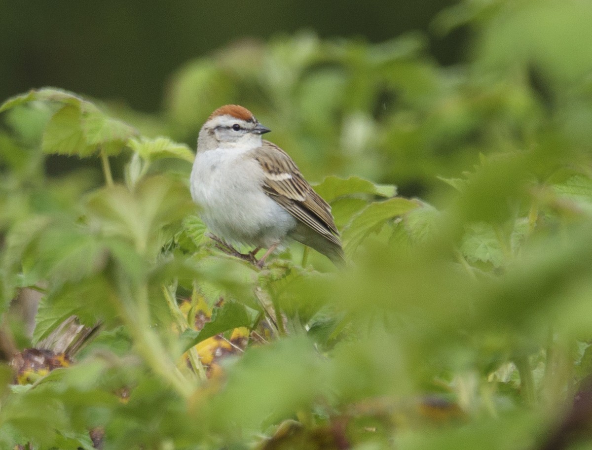 Chipping Sparrow - ML617998928