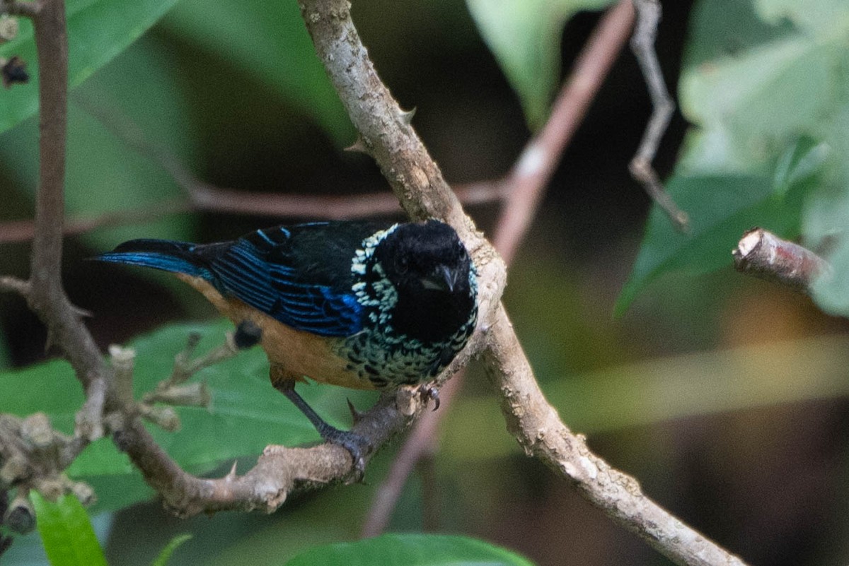 Spangle-cheeked Tanager - ML617998956