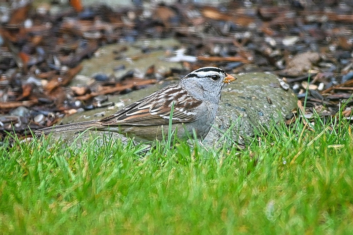 White-crowned Sparrow - ML617998959