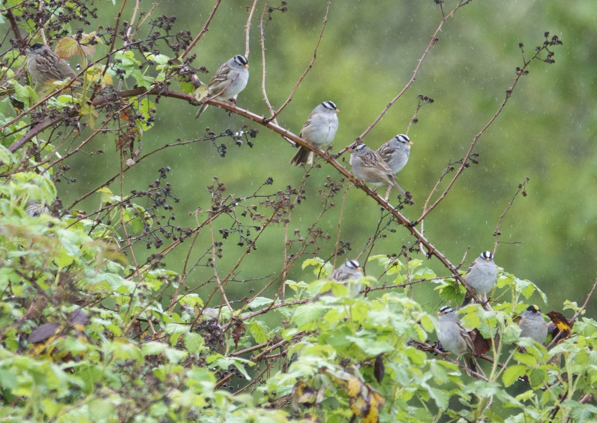 White-crowned Sparrow (Gambel's) - Jason Vassallo