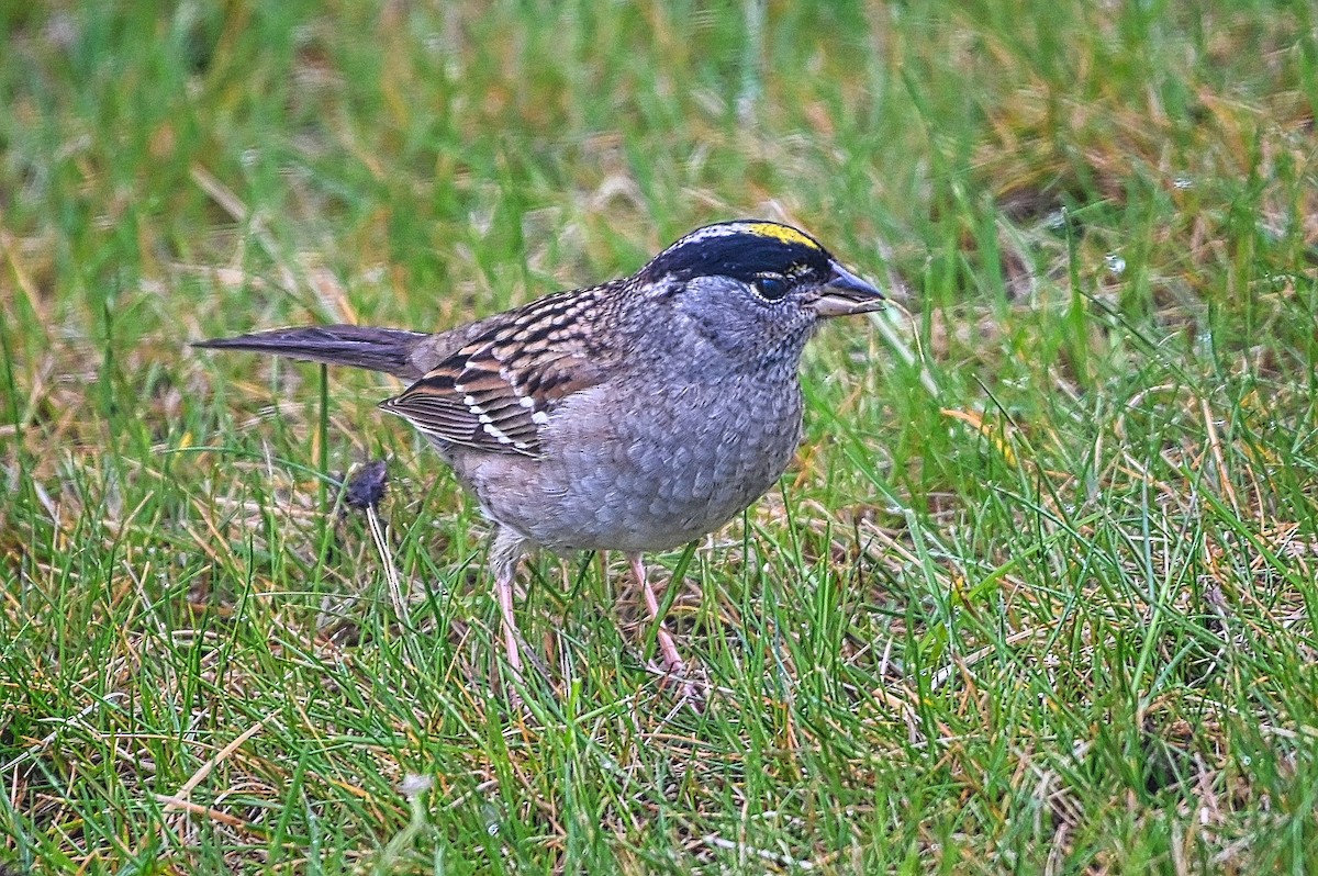 Golden-crowned Sparrow - ML617998964