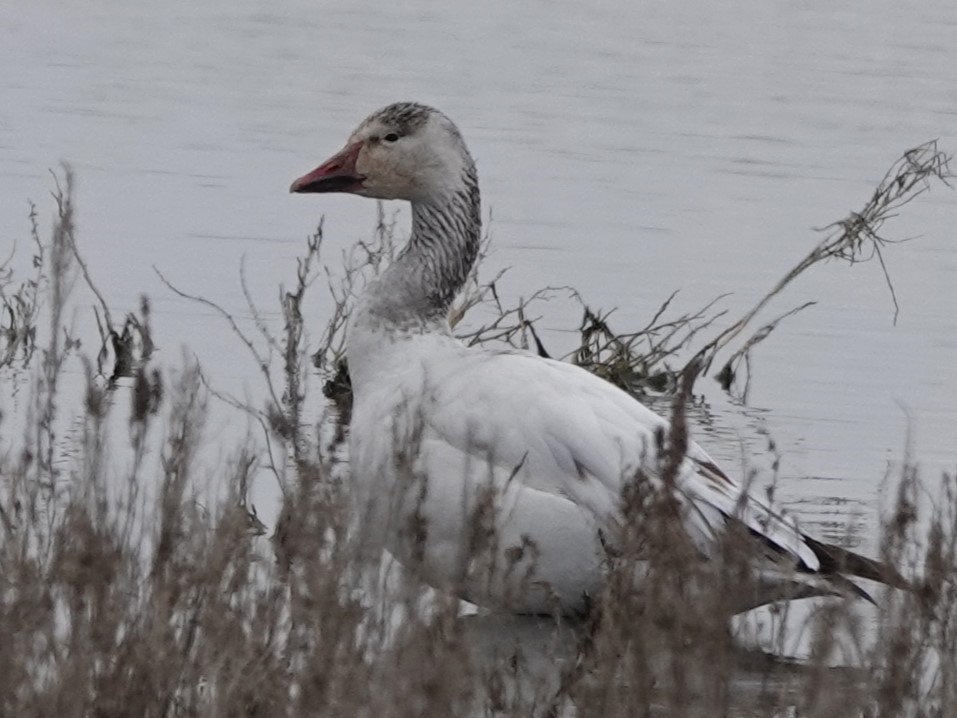 Snow Goose - Mike Blancher