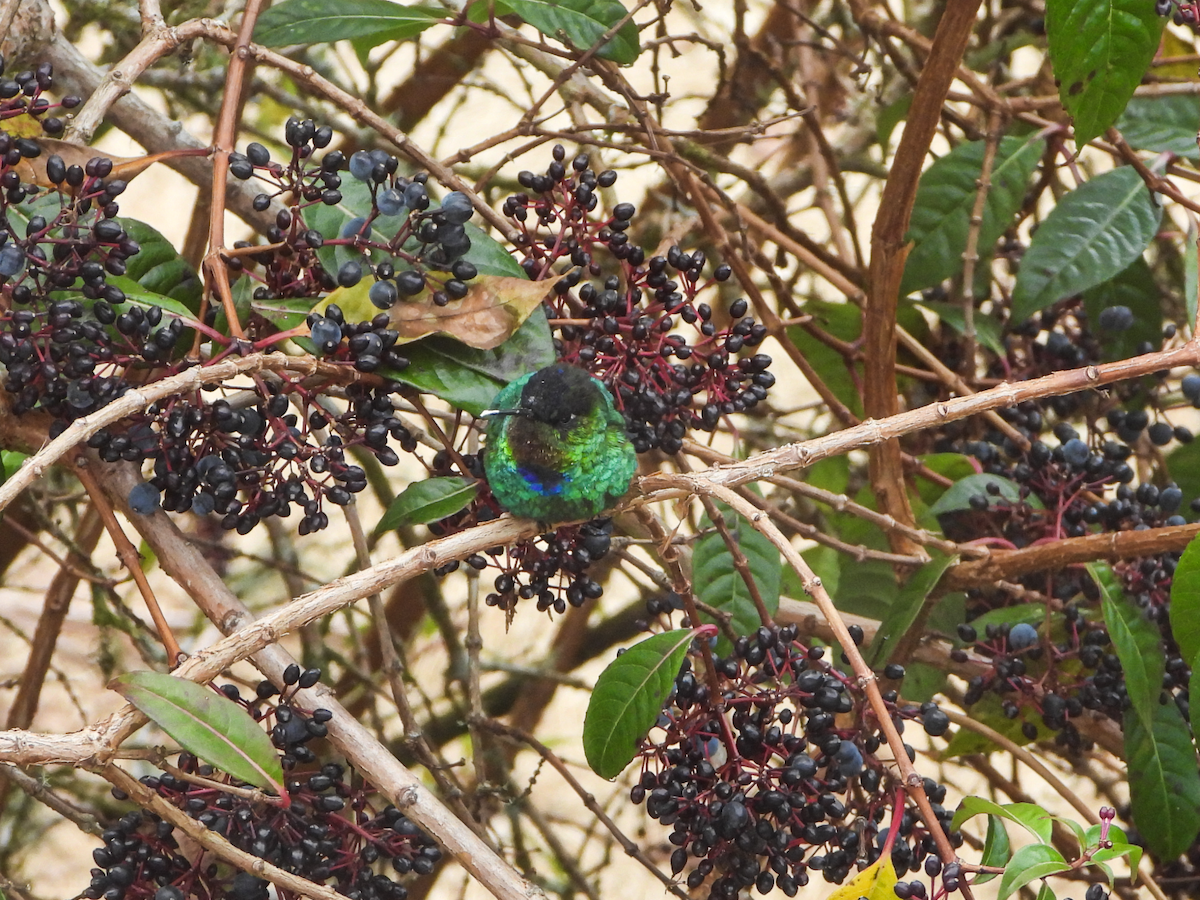 Fiery-throated Hummingbird - ML617998993