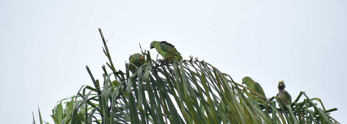 Yellow-crowned Parrot - ML617999007
