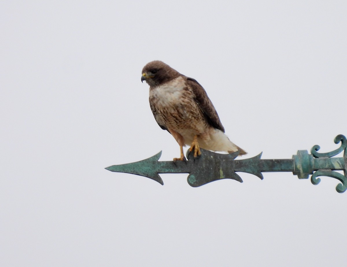 Red-tailed Hawk - ML617999018