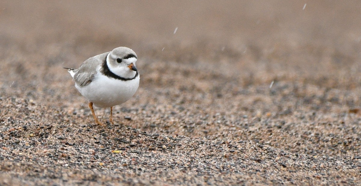 Piping Plover - ML617999041