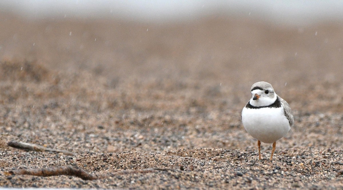 Piping Plover - ML617999061