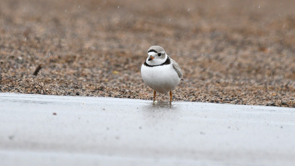 Piping Plover - ML617999070