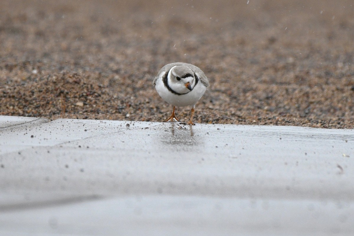 Piping Plover - ML617999090