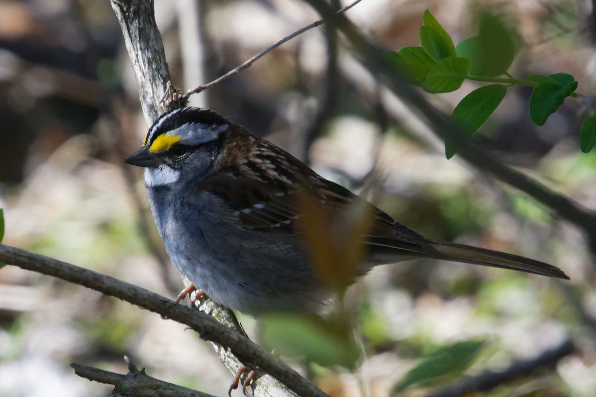 White-throated Sparrow - ML617999102