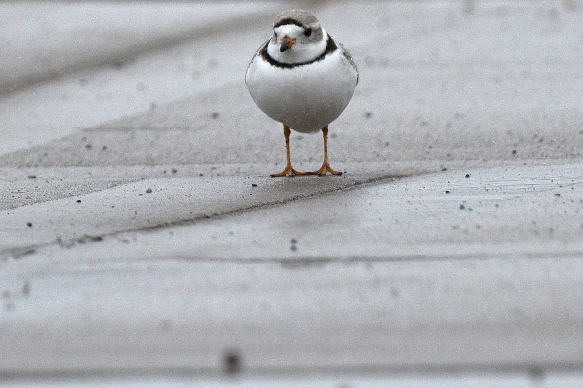 Piping Plover - ML617999103