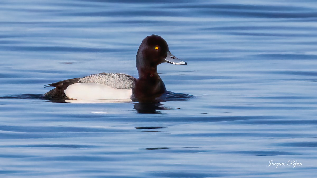 Greater Scaup - ML617999110
