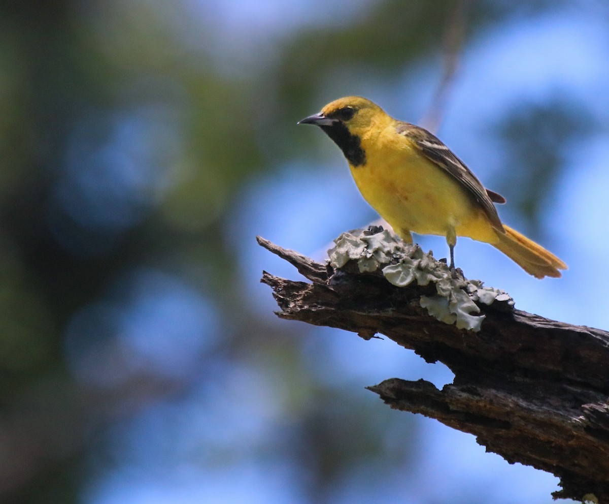 Orchard Oriole - ML617999112