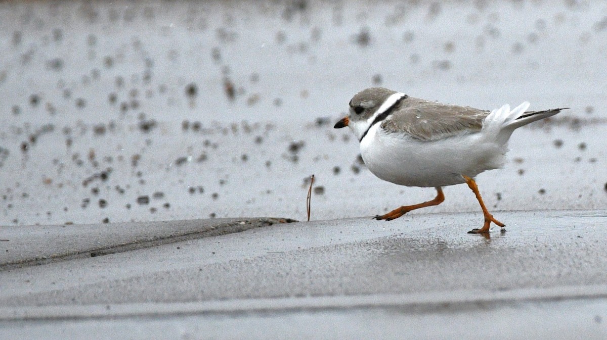Piping Plover - ML617999129