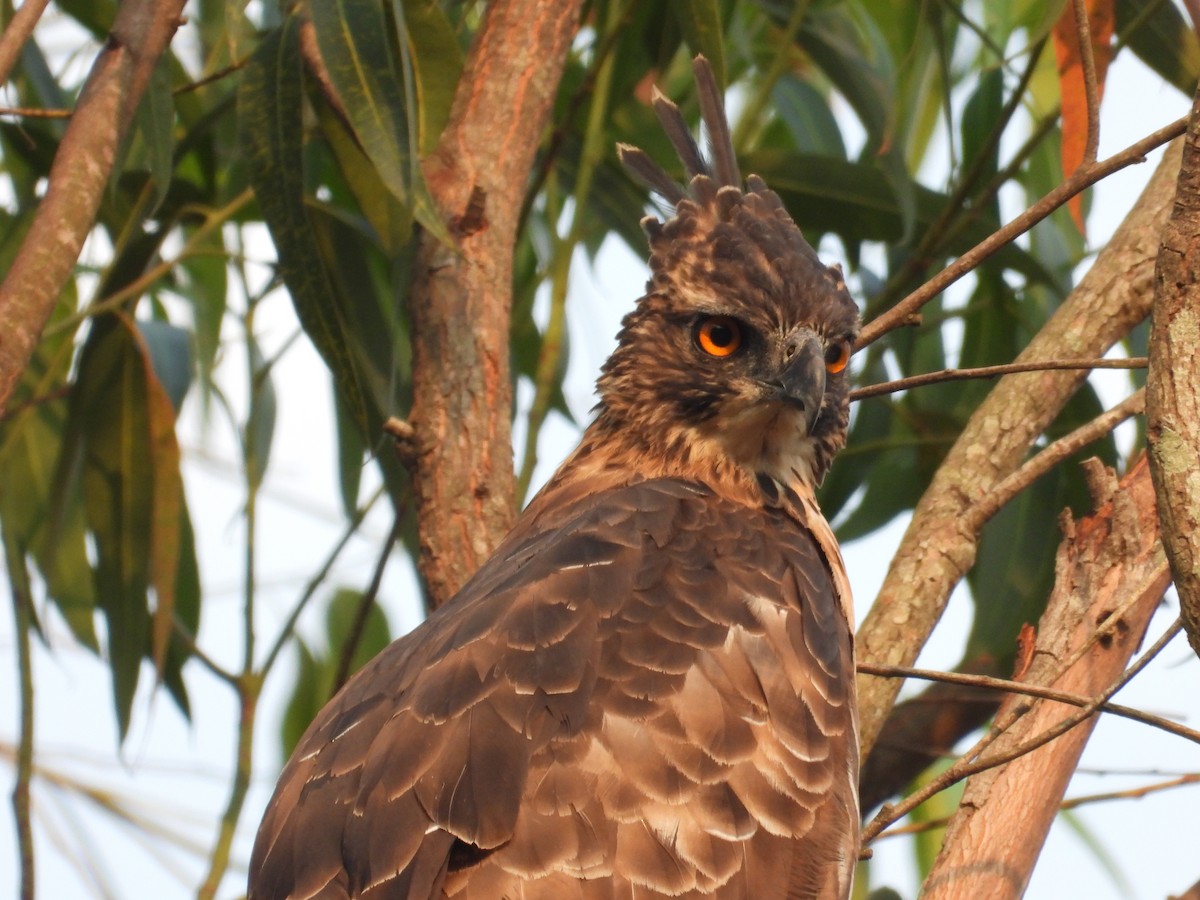 Цейлонский хохлатый орёл - ML617999171