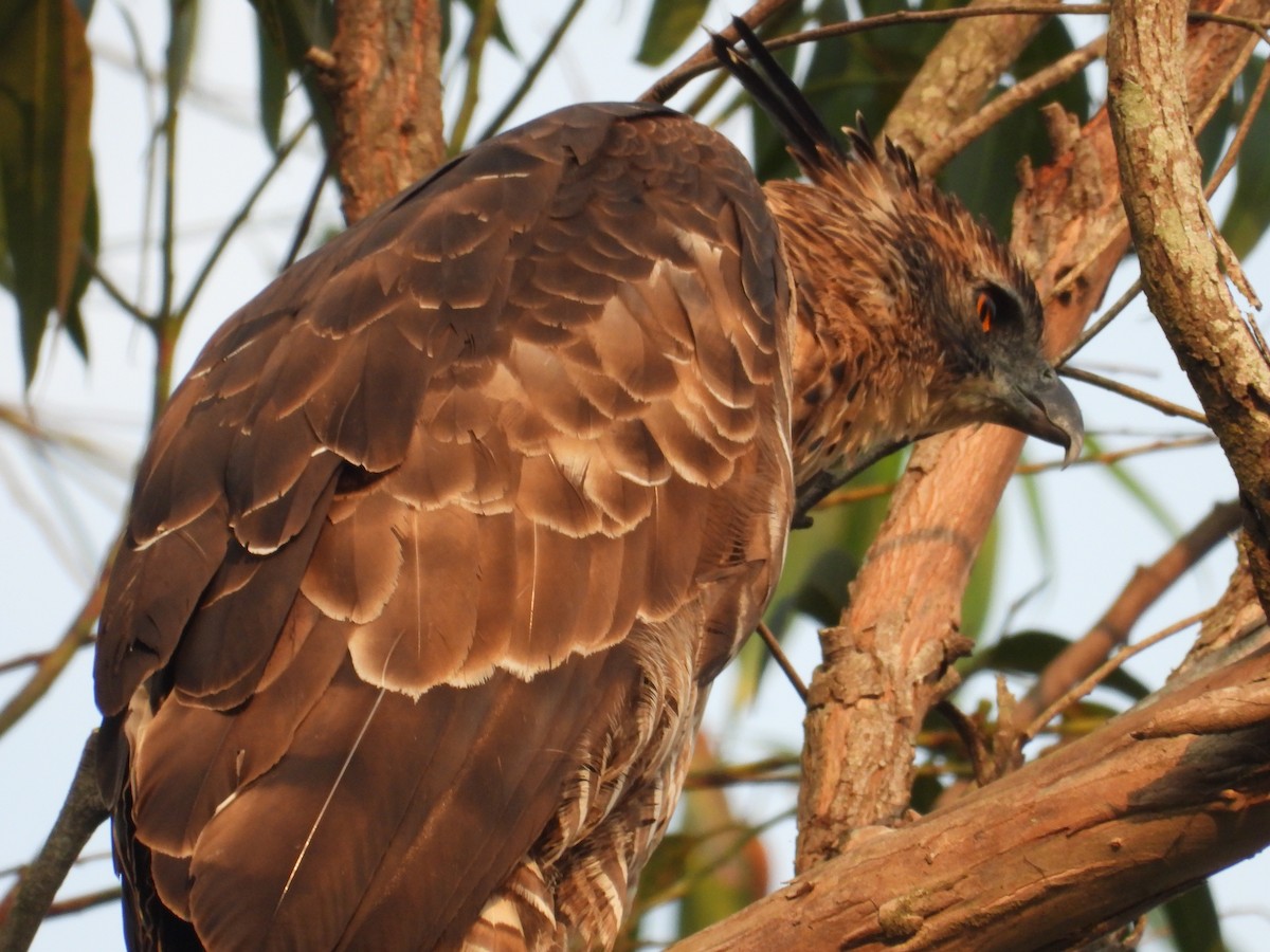 Цейлонский хохлатый орёл - ML617999172