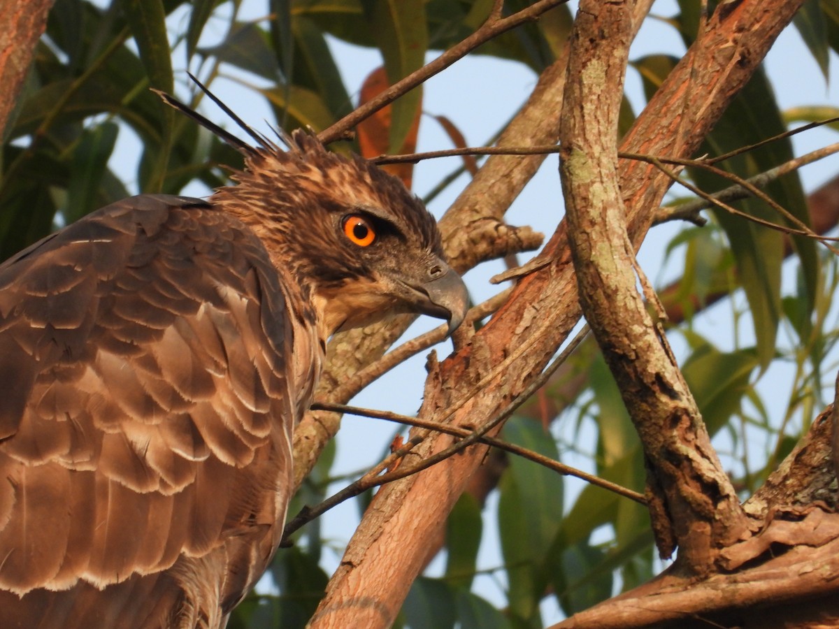 Цейлонский хохлатый орёл - ML617999173