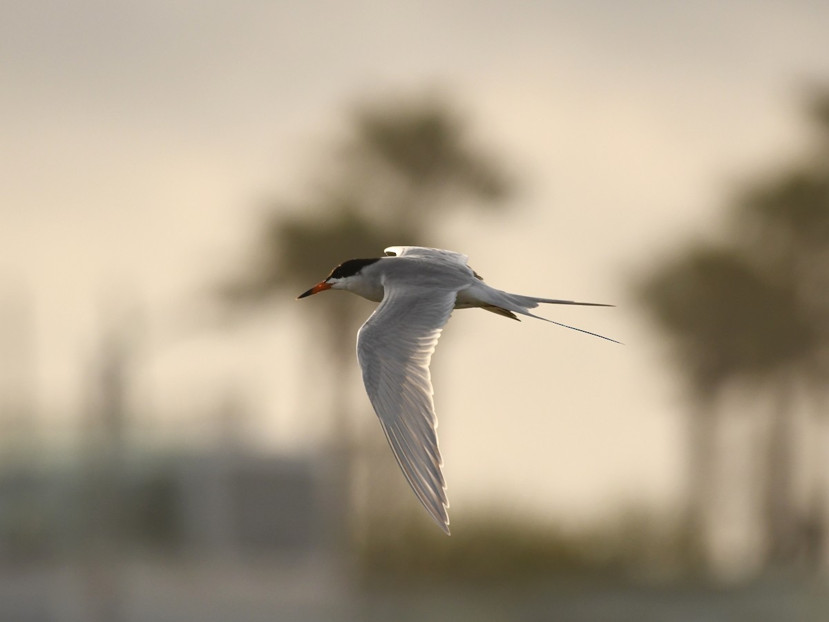 Forster's Tern - Doug Lithgow
