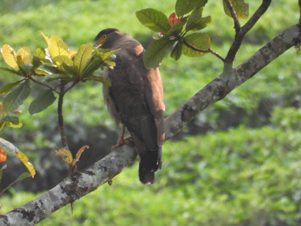 Oriental Honey-buzzard - Ananth Kaitharam