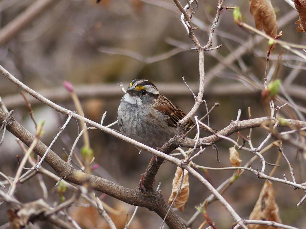 White-throated Sparrow - ML617999229