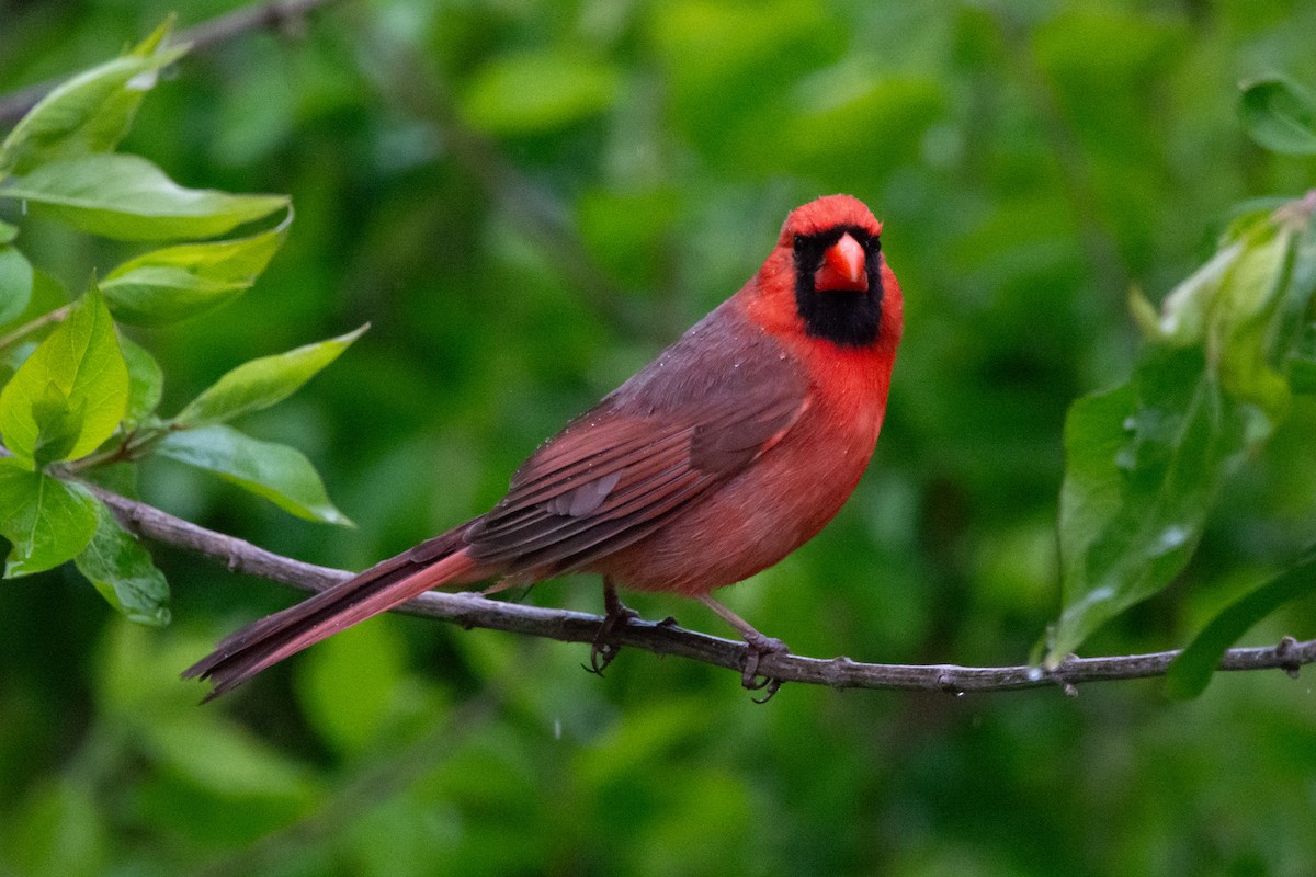 Northern Cardinal - Kara Morales
