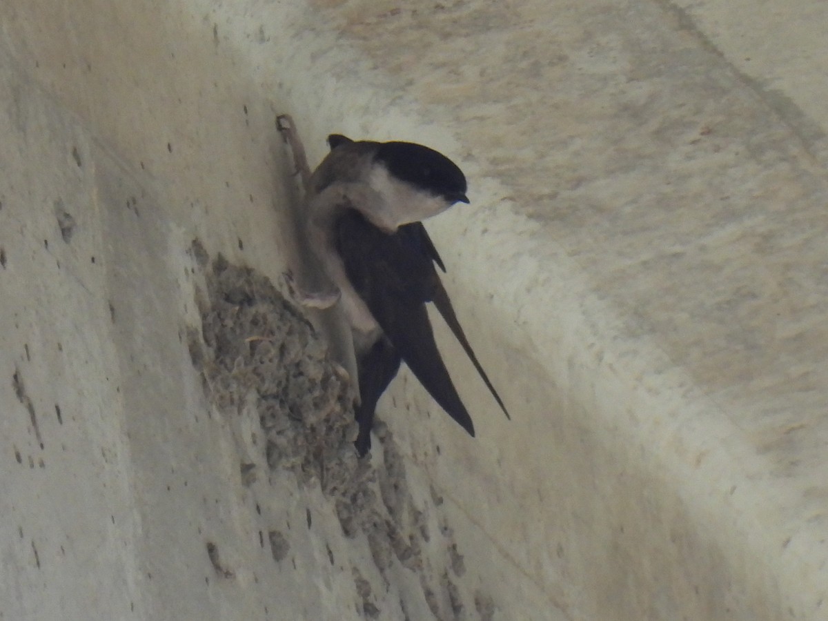 Asian House-Martin - Anonymous