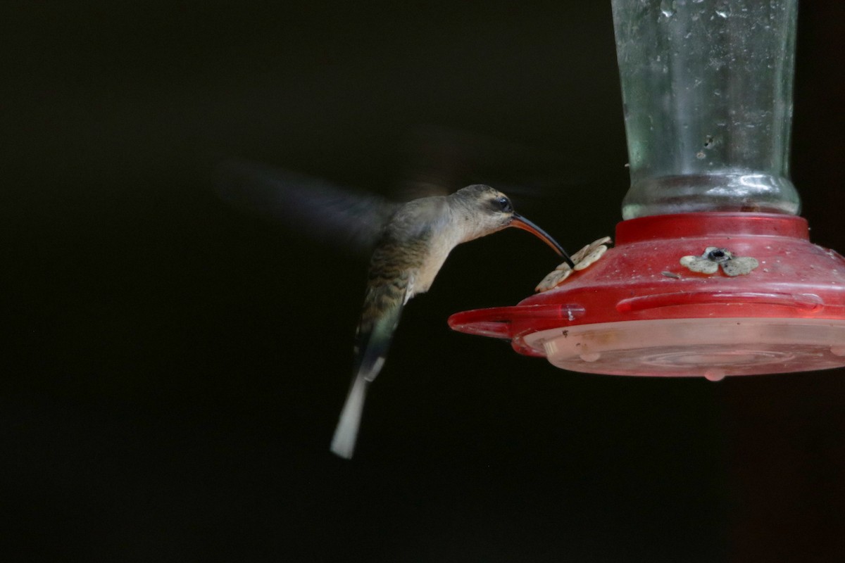 Длиннохвостый колибри-отшельник - ML617999268