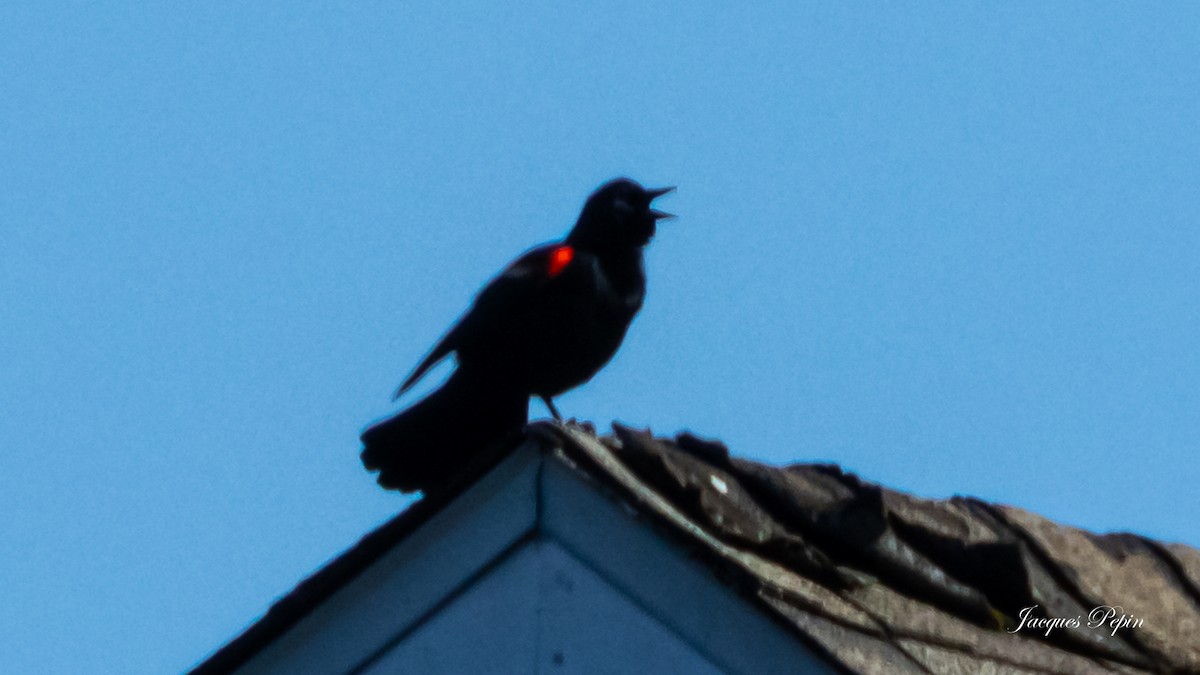 Red-winged Blackbird - ML617999284