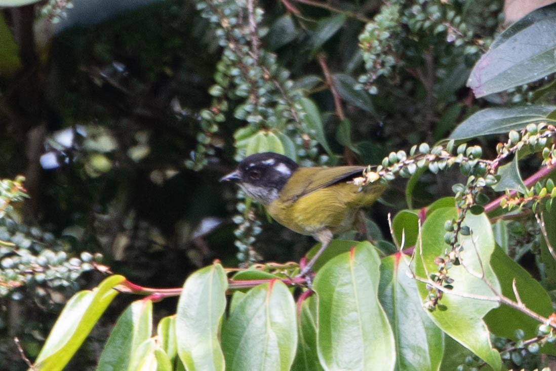 Sooty-capped Chlorospingus - Andrea Heine