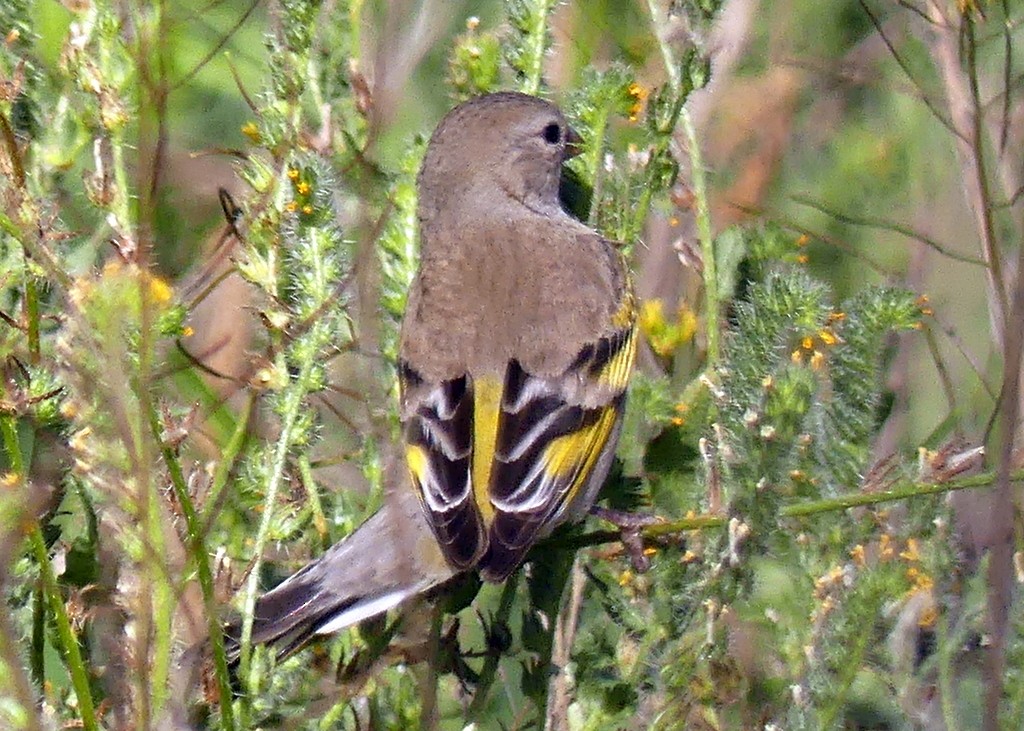Lawrence's Goldfinch - ML617999353