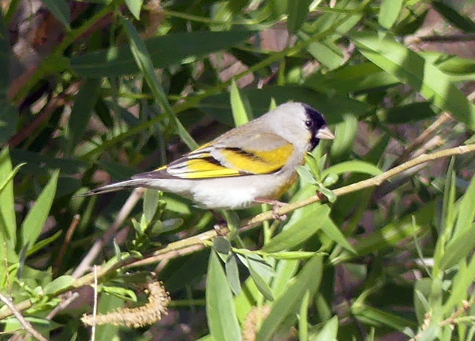 Lawrence's Goldfinch - ML617999354