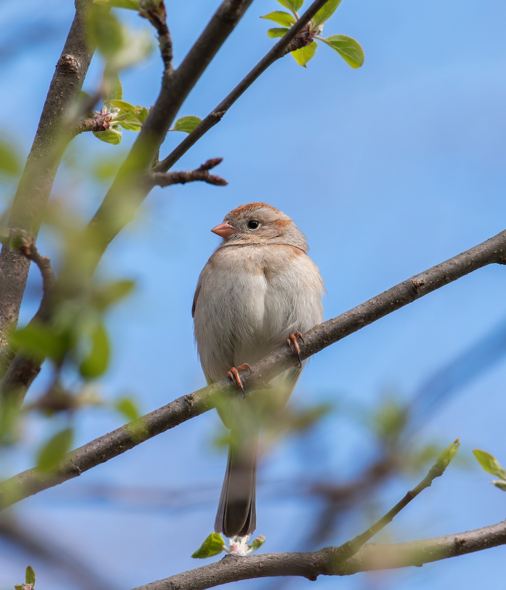 Field Sparrow - Alton Spencer