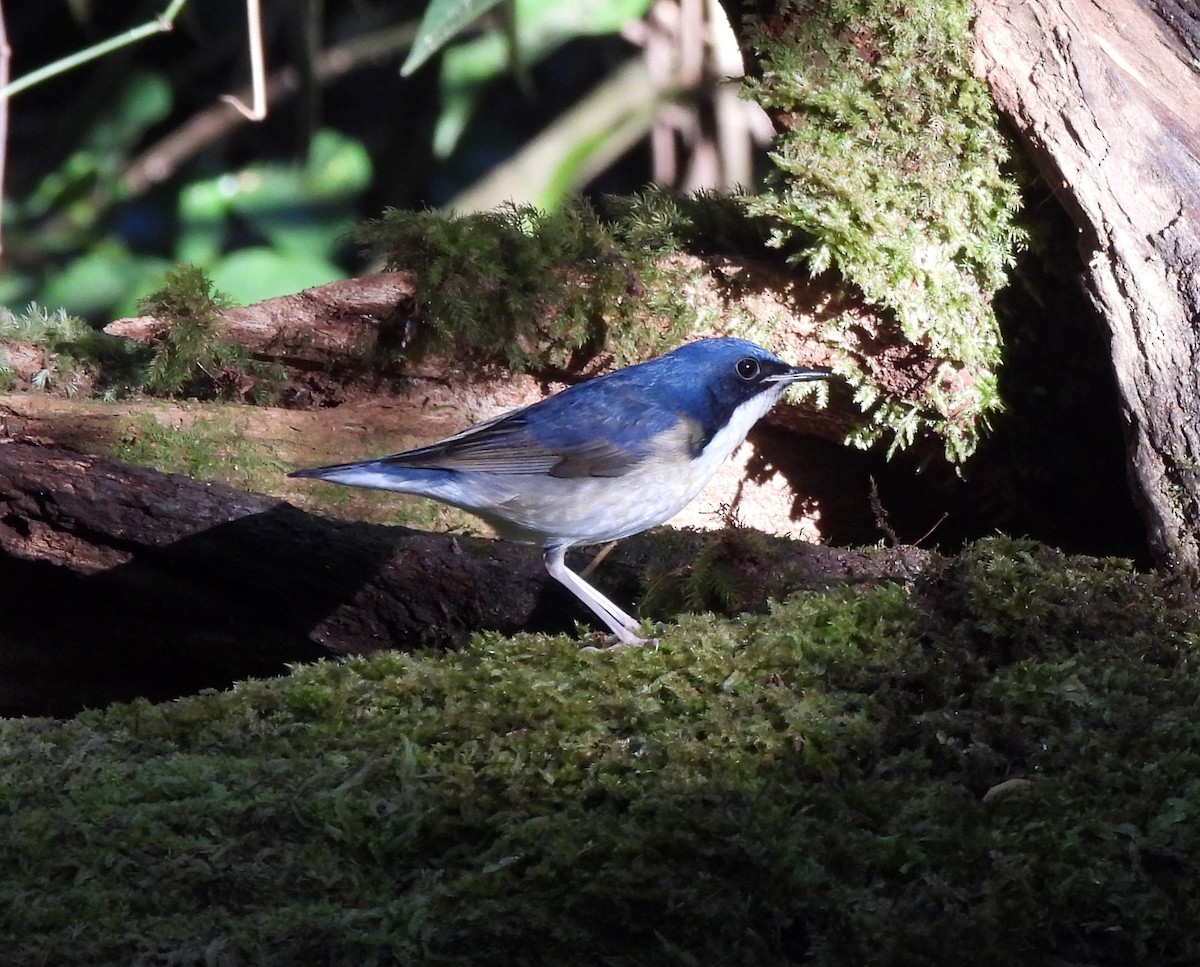 Blue-and-white Flycatcher - Gwen Taylor