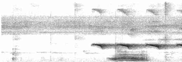 svartkronemaurfugl (rufifrons/subcristata) - ML617999426