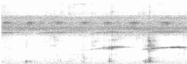 Мурав’янка-куцохвіст велика - ML617999434