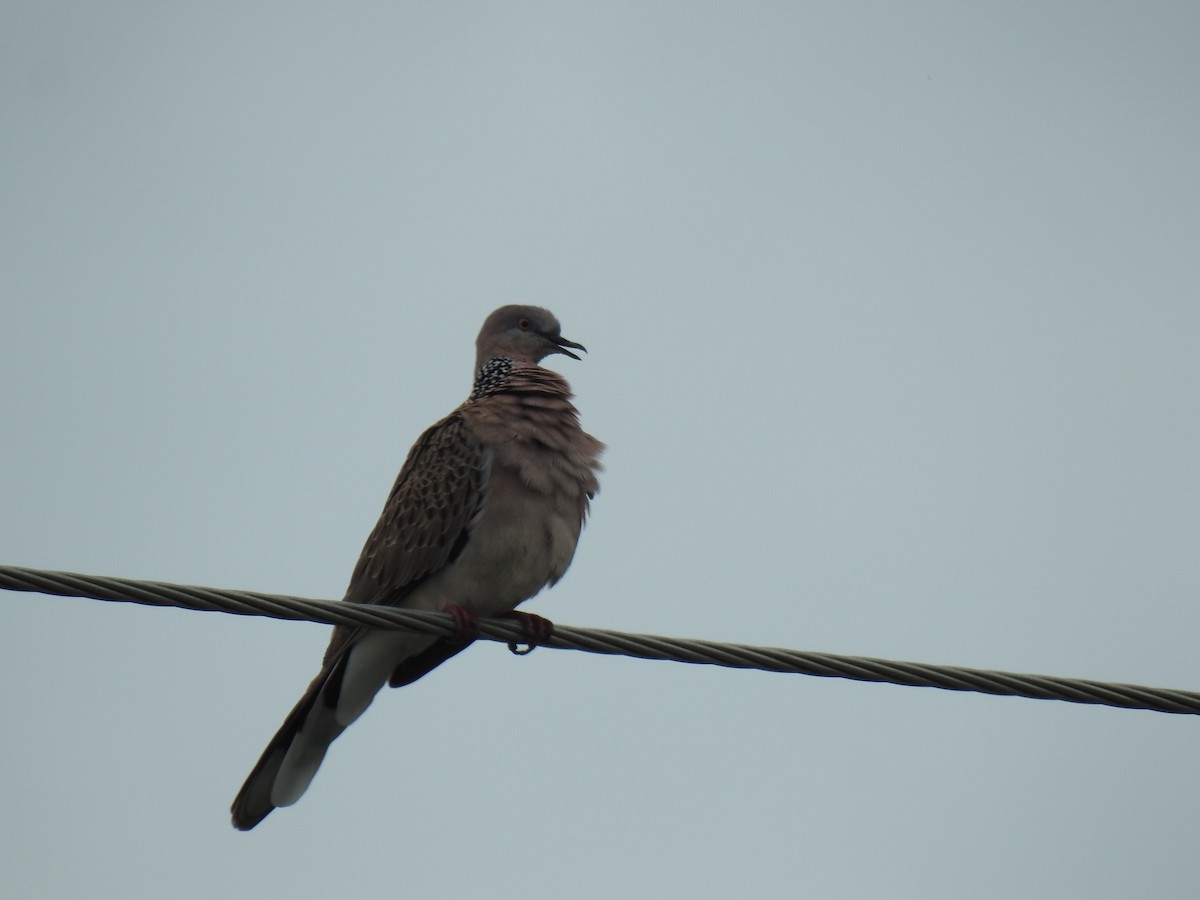 Spotted Dove - ML617999440