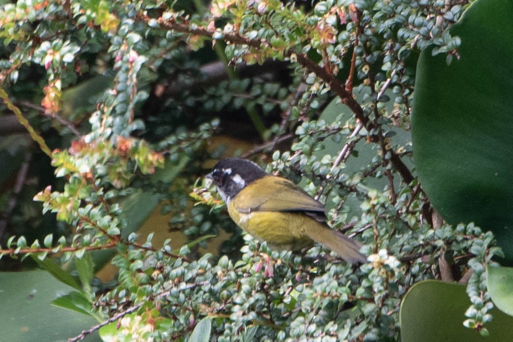 Sooty-capped Chlorospingus - Andrea Heine