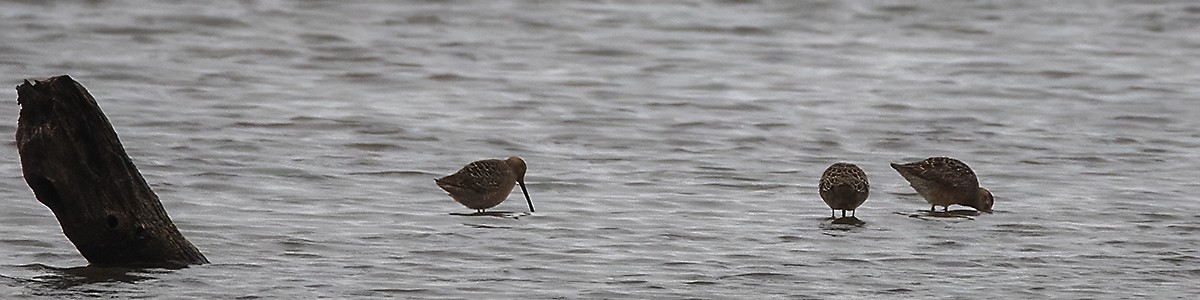 Long-billed Dowitcher - ML617999454
