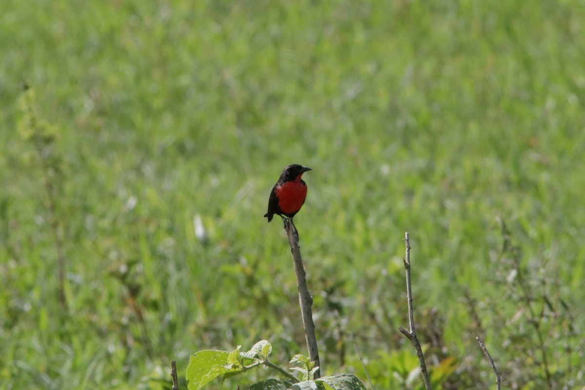 Red-breasted Meadowlark - ML617999469