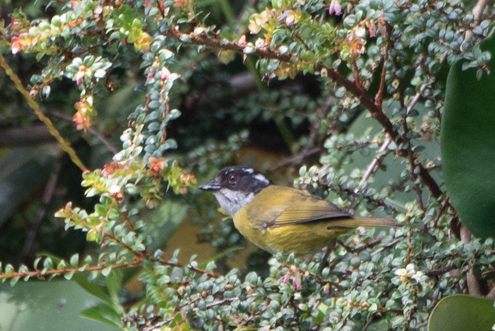 Sooty-capped Chlorospingus - ML617999490