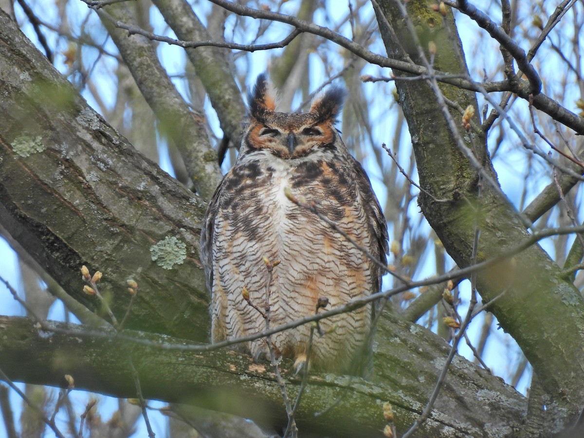 Great Horned Owl - ML617999495