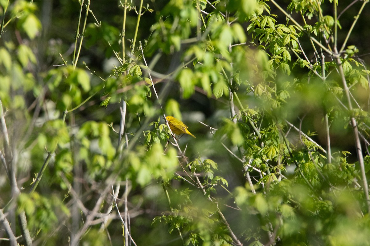 Yellow Warbler - ML617999528