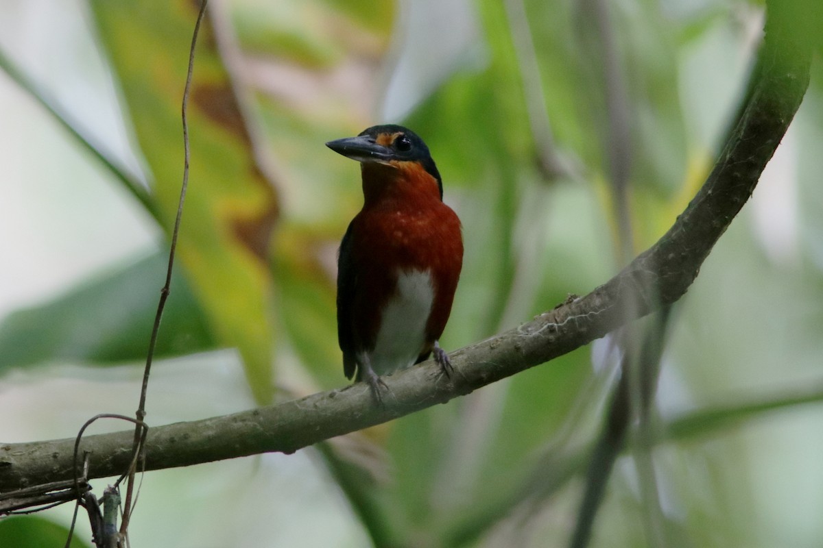 American Pygmy Kingfisher - Richard Dunn