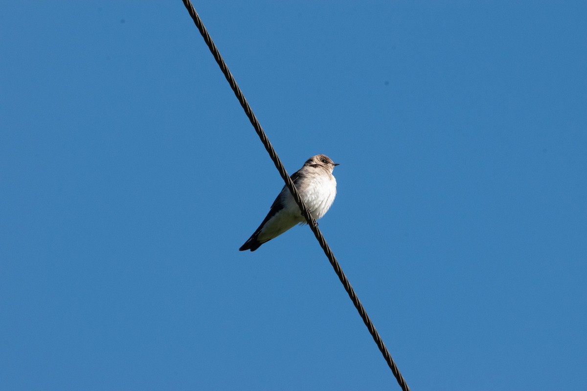 Northern Rough-winged Swallow - Jack Sullivan