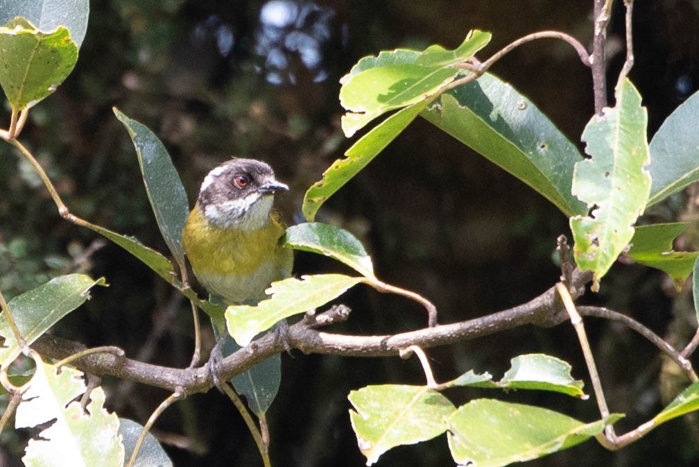 Sooty-capped Chlorospingus - ML617999594